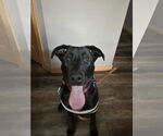 Small #3 Labrador Retriever Mix