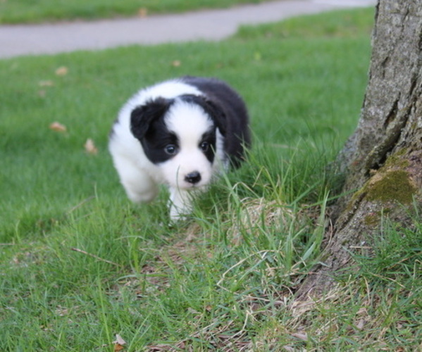 Medium Photo #9 Border Collie Puppy For Sale in BRYANTOWN, MD, USA