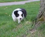 Small Photo #9 Border Collie Puppy For Sale in BRYANTOWN, MD, USA
