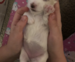Small Photo #1 Maltese Puppy For Sale in APOPKA, FL, USA
