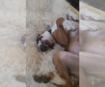 Small #6 American Staffordshire Terrier-Boxer Mix