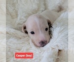 Small #2 Dachshund