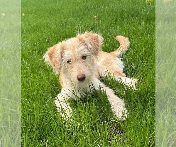 Medium Photo #3 Mutt Puppy For Sale in Andover, MN, USA