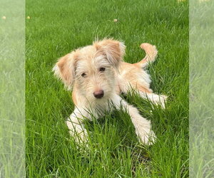 Sasha - Female Mutt Dog for Adoption - Photo #3
