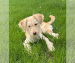 Small Photo #3 Mutt Puppy For Sale in Andover, MN, USA
