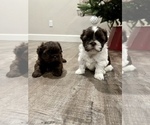 Small #1 Shih Tzu