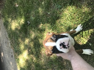 Boxer Puppy for sale in MERRILLVILLE, IN, USA