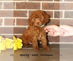 Small #5 Cockapoo (Miniature)