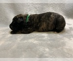 Puppy Puppy 2 Mastiff