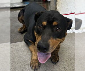 Rottweiler-Unknown Mix Dogs for adoption in San Bernardino, CA, USA