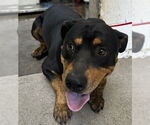 Small Rottweiler Mix