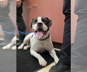 American Bulldog-Unknown Mix Dogs for adoption in Princeton, MN, USA