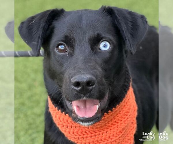 Medium Photo #3 Aussiedor Puppy For Sale in Washington, DC, USA