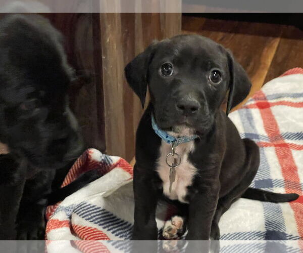 Medium Photo #14 Labrador Retriever-Unknown Mix Puppy For Sale in Holly Springs, NC, USA