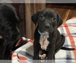 Small #13 Labrador Retriever Mix