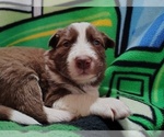 Small #4 Border Collie