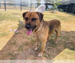 Mastador Dogs for adoption in Orange, CA, USA