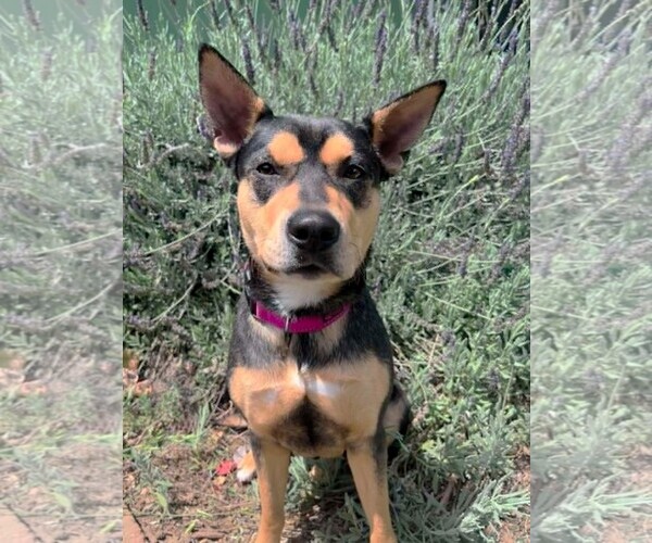 Medium Photo #5 Australian Kelpie-Unknown Mix Puppy For Sale in Yuba City, CA, USA