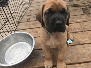 Mastiff Puppy for sale in COPPERAS COVE, TX, USA