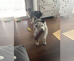 Small #8 Australian Shepherd