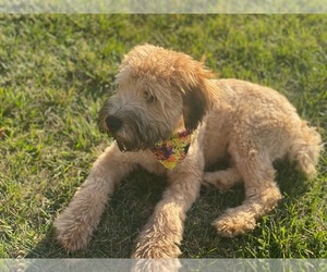 Soft Coated Wheaten Terrier Puppy for sale in LINCOLN, NE, USA