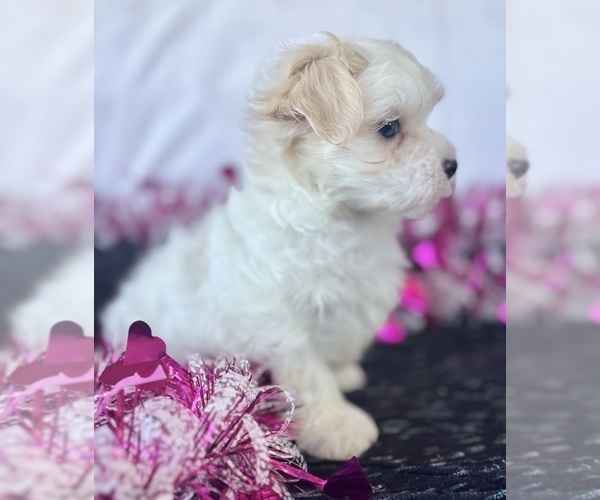Medium Photo #6 Maltese Puppy For Sale in ROCK STREAM, NY, USA