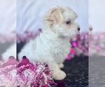 Small #5 Maltese