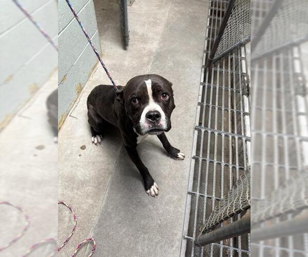 Medium Photo #1 American Pit Bull Terrier Puppy For Sale in Stockton, CA, USA