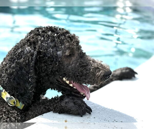 Medium Photo #5 Goldendoodle Puppy For Sale in Valrico, FL, USA