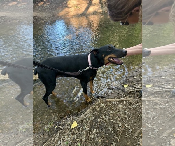 Medium Photo #12 Doberman Pinscher Puppy For Sale in Sandy, UT, USA