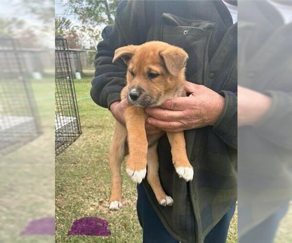 Medium Photo #1 German Shepherd Dog-Unknown Mix Puppy For Sale in Houston, TX, USA