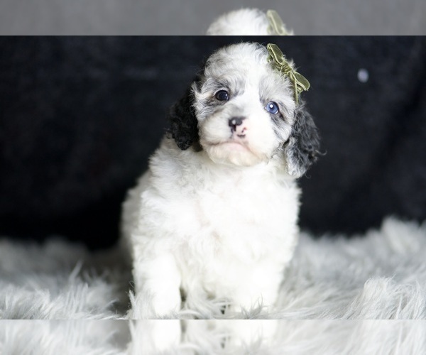 Medium Photo #4 Poodle (Toy) Puppy For Sale in WARSAW, IN, USA