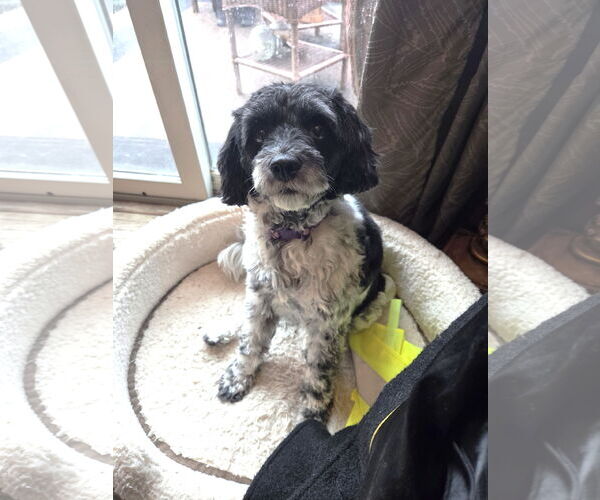 Medium Photo #2 Cock-A-Poo-Unknown Mix Puppy For Sale in St. Louis Park, MN, USA