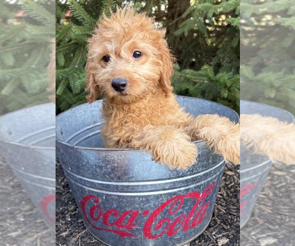 Medium Photo #2 Goldendoodle mix (+ Poodle Miniature) Puppy For Sale in MIDDLEBURY, IN, USA