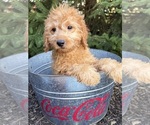 Small #1 Goldendoodle mix (+ Poodle Miniature)