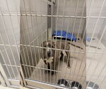 Small #3 American Pit Bull Terrier Mix