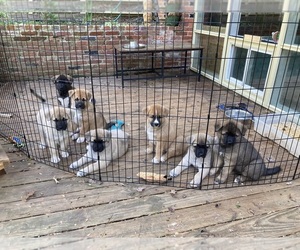 Akita-Siberian Husky Mix Puppy for sale in ALEXANDRIA, VA, USA