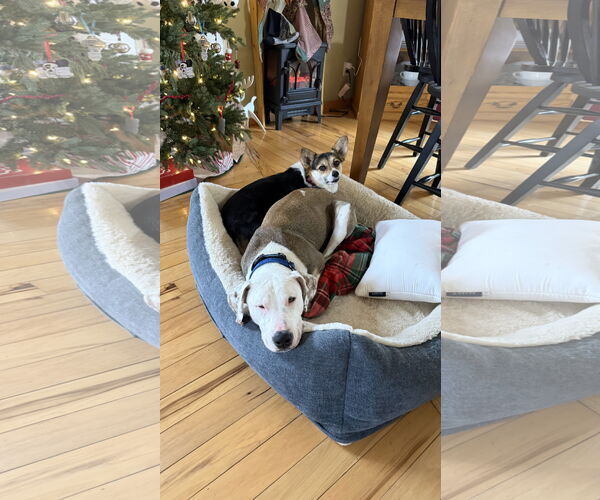 Medium Photo #4 Bullypit Puppy For Sale in Coralville, IA, USA