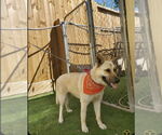 Small #9 German Shepherd Dog Mix