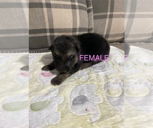 German Shepherd Dog Puppy for Sale in ALACHUA, Florida USA