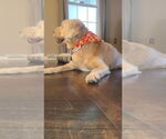 Small #1 Golden Retriever Mix