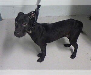 Labrador Retriever-Unknown Mix Dogs for adoption in Augusta, GA, USA