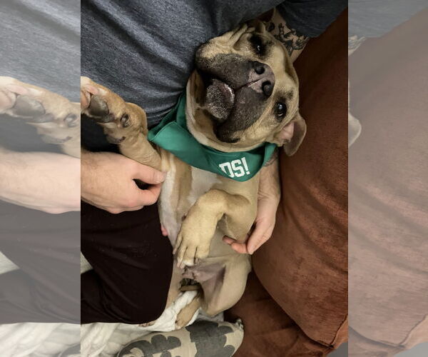 Medium Photo #20 Mutt Puppy For Sale in Philadelphia, PA, USA