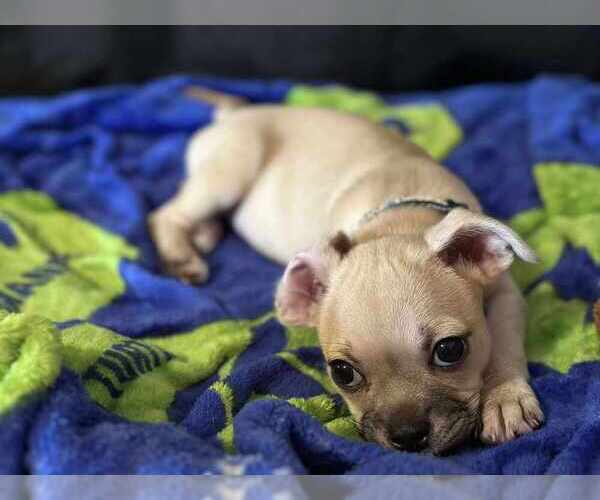 Medium Photo #2 Chug Puppy For Sale in Brewster, NY, USA