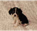Small Photo #6 Cavalier King Charles Spaniel Puppy For Sale in HOMELAND, CA, USA