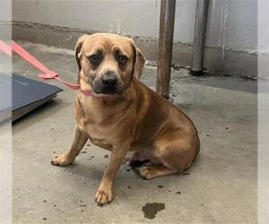 Beagle-Unknown Mix Dogs for adoption in Camarillo, CA, USA