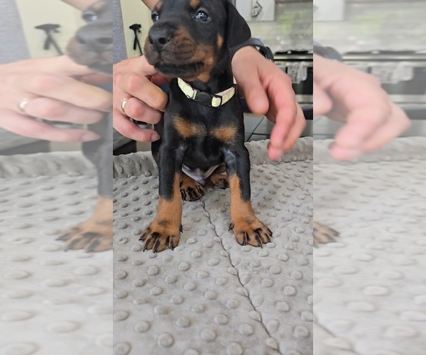 Medium Photo #12 Doberman Pinscher Puppy For Sale in WHEELING, IL, USA