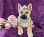 Small Photo #4 Shiba Inu Puppy For Sale in KIRKWOOD, PA, USA