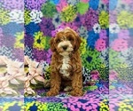 Small Photo #3 Cavapoo Puppy For Sale in STEVENS, PA, USA