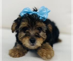 YorkiePoo Puppy for sale in CINCINNATI, OH, USA